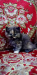 Tortoiseshell Female Kitten